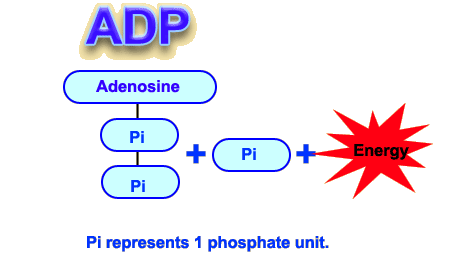 Adenosine Triphosphate Simple