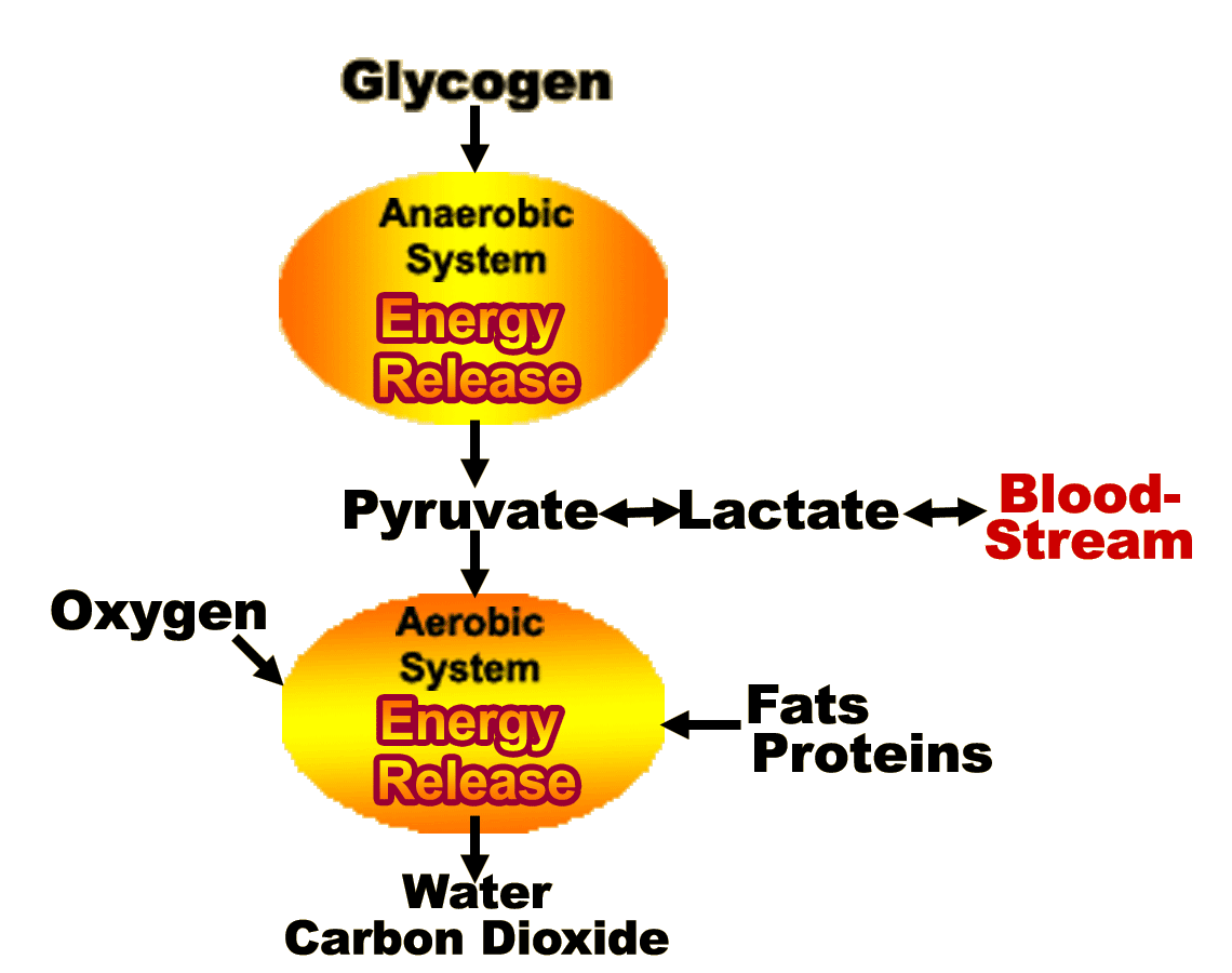 energy metabolism diagram