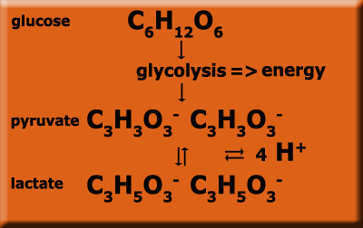 glycolysis to lactate
