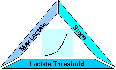 Different shapes of lactate curve