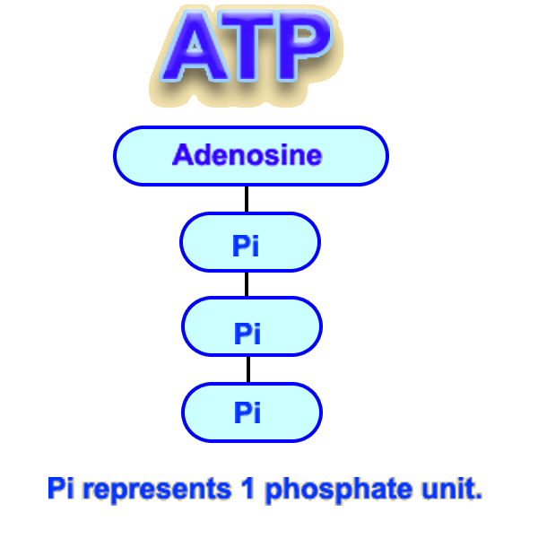 ATP adenosine tri-phosphate