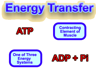 ATP to ADP for contraction and back to ATP