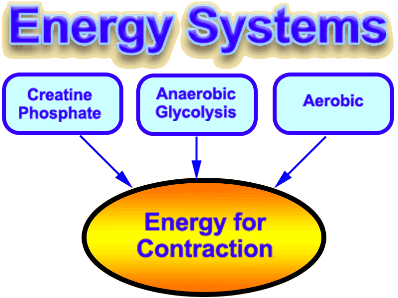 The three energy systems that rebuild ATP are these, two anaerobic systems  creatine phosphate and glycolysis, and the aerobic system