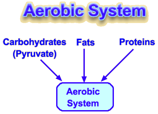the aerobic system uses three fuels, fats, carbohydrates and proteins