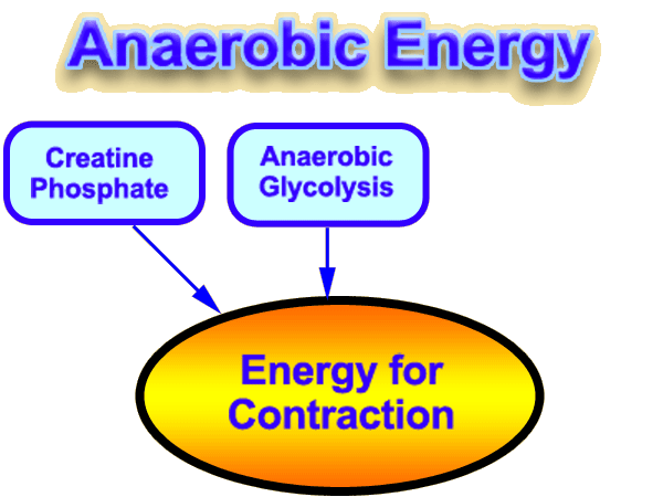 anaerobic energy comes mainly from glycolysis and creatine phosphate