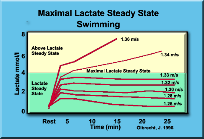 maximal lactate steady state for swimming