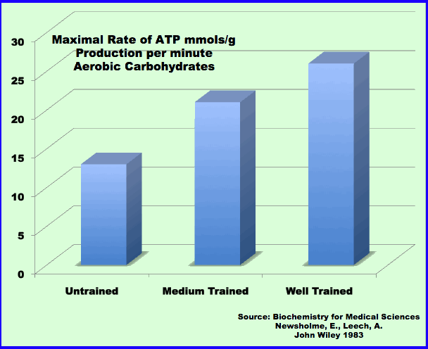 Lactate Testing For Triathlon Training Why Does Every Athlete Want A Strong Aerobic System