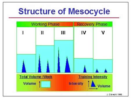 the structure of a mesocycle
