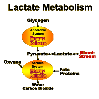 energy metabolism process